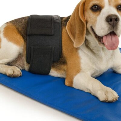 Ceinture de luminothérapie photothérapie à lumière rouge LED pour animaux