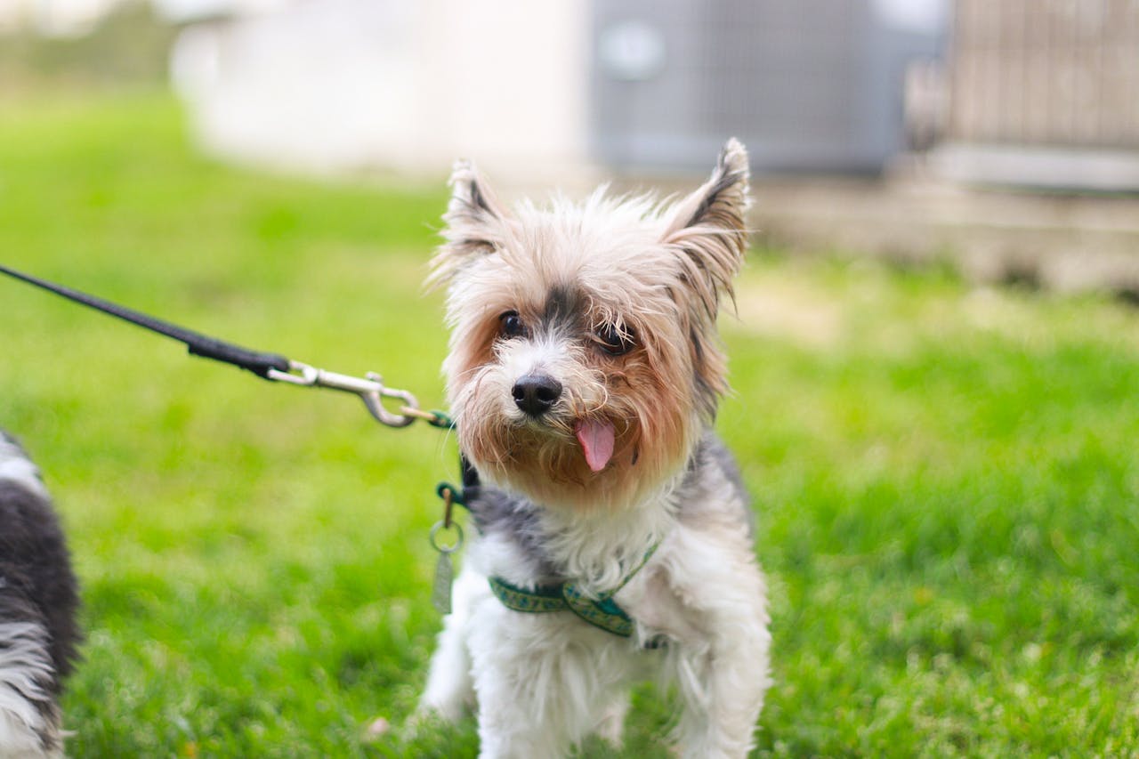 Chien âgé fatigué : promenade lente et soins adaptés