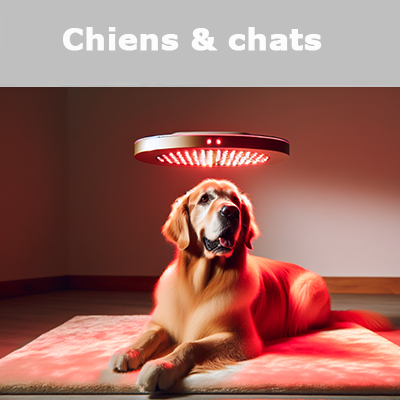 Chiens & chats